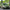 British Green